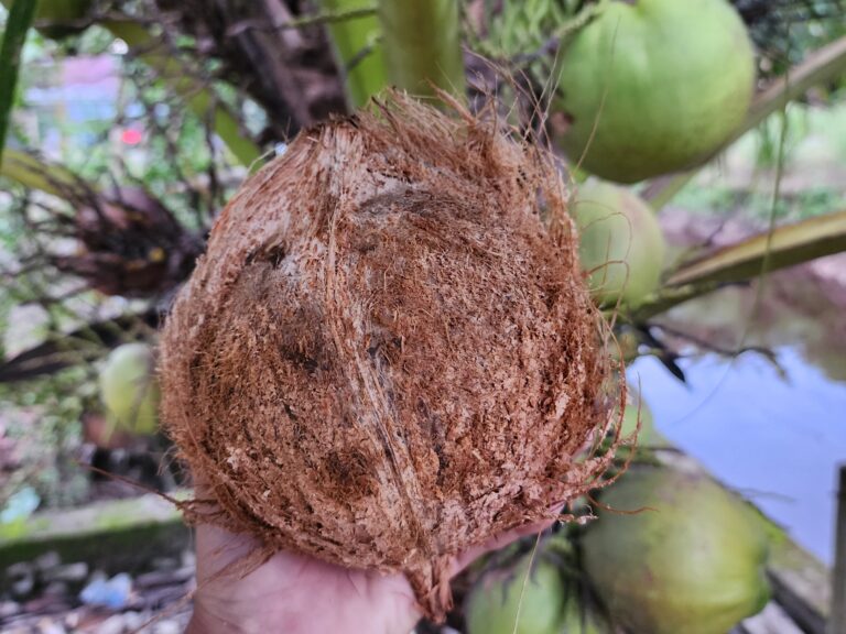 dehusked_coconut_ 3