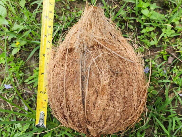 media coconut (10)