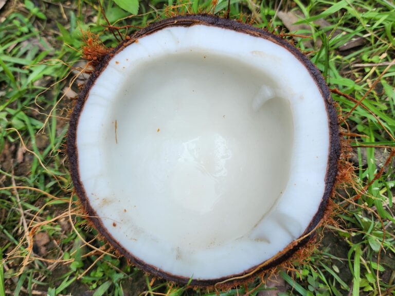 media coconut (6)